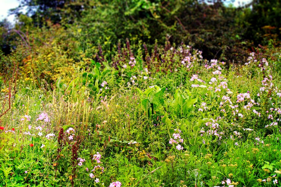 Bright field flowers