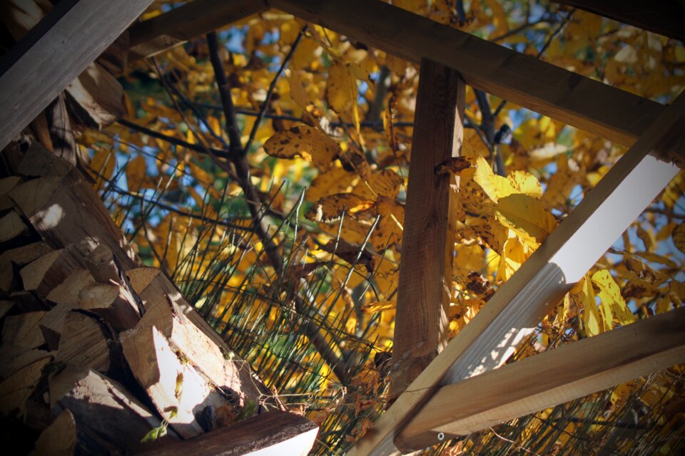 Outdoor autumn leaf