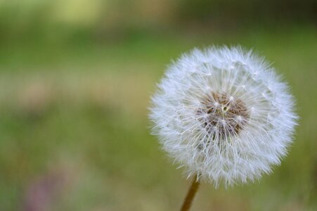 Nature spring