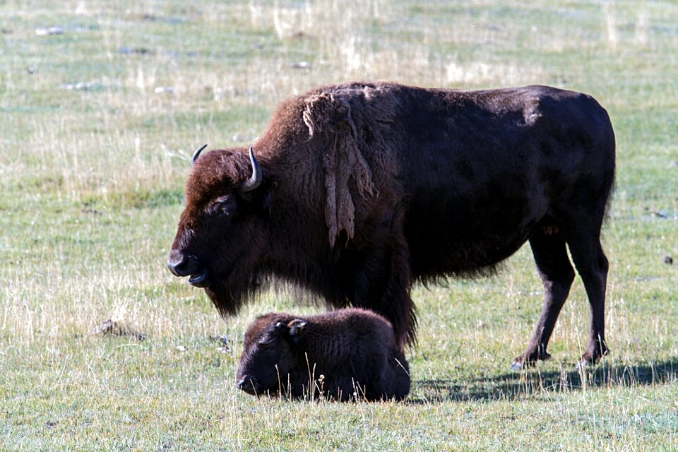 Bison american bison buffalo