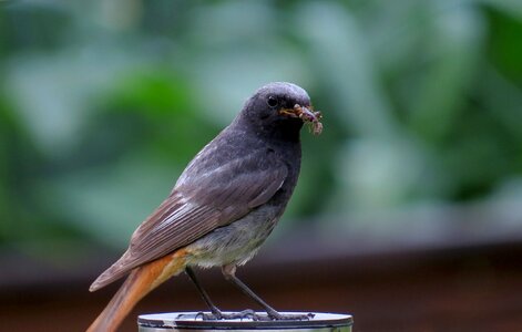 Plumage close up young