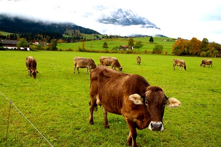 Austria nature agriculture photo