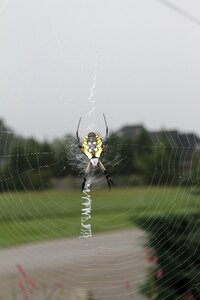 Web insect