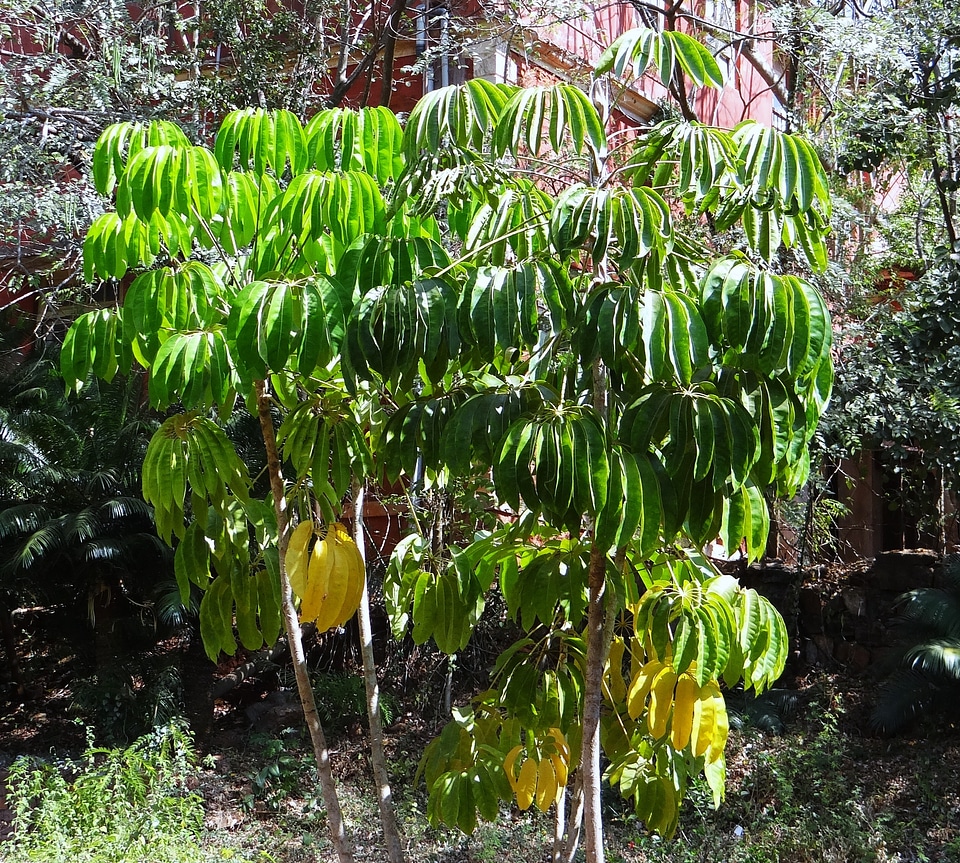 Plant vegetation queensland umbrella tree