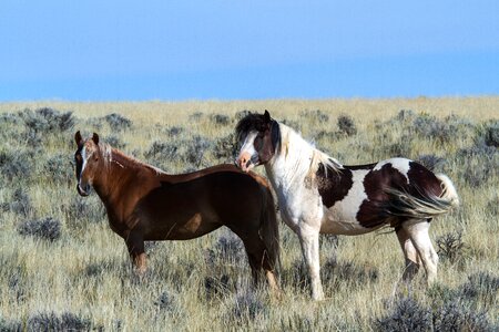 Mustangs horses american wild horses photo