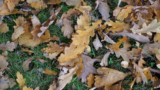 Forest floor brown nature