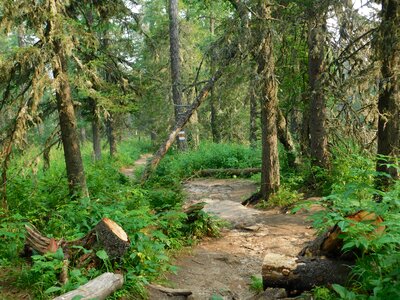 Road in mountain iremel nature