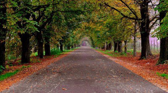 Forest nature avar