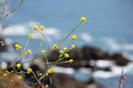 California herb blue water