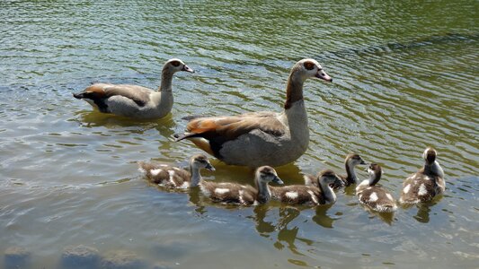 Parents lake birds photo