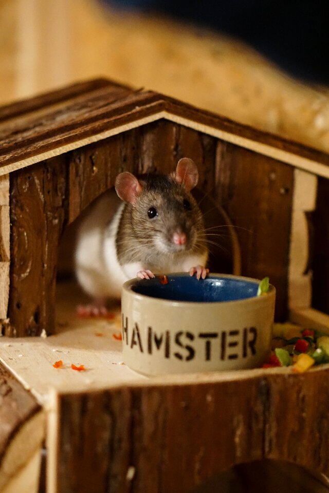 Smart rodent nager