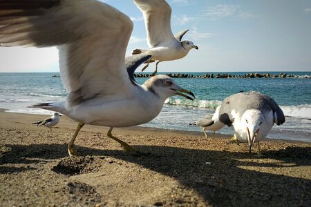 Sea gull seagull birds of the sea photo