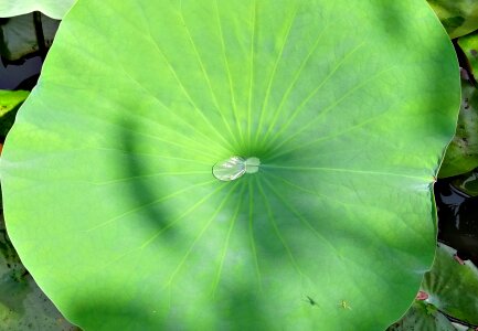 Droplet drop pond