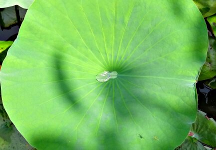 Droplet drop pond photo