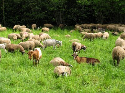 Animal farm eating