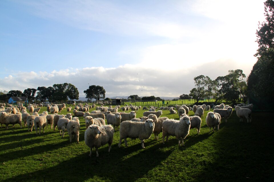Farm paddock new zealand