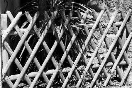 Protection black and white wood photo