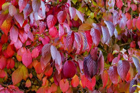 Nature autumn leaf autumn leaves photo