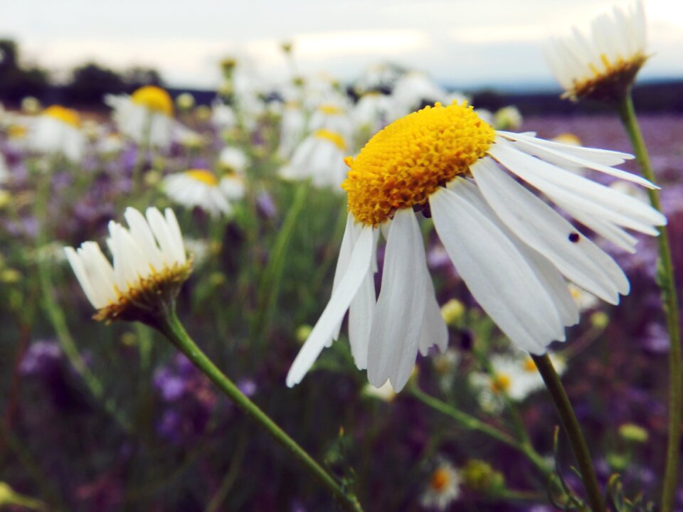 Nature flower plant