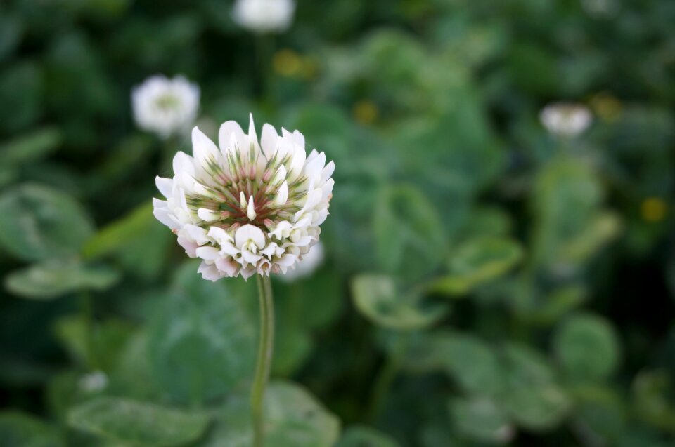 Wild flowers spring the scenery photo