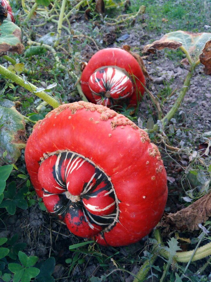 Pumpkin huerta cultivate