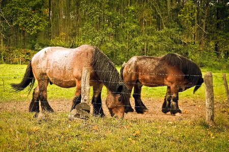 Workhorse brauereigaul kaltblut photo