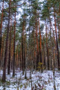 Winter forest trees nature