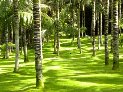 Vegetation forest trees photo