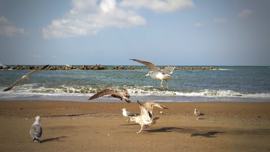 Seagull birds of the sea wild birds photo