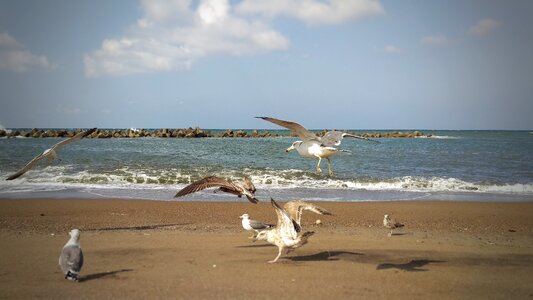 Seagull birds of the sea wild birds