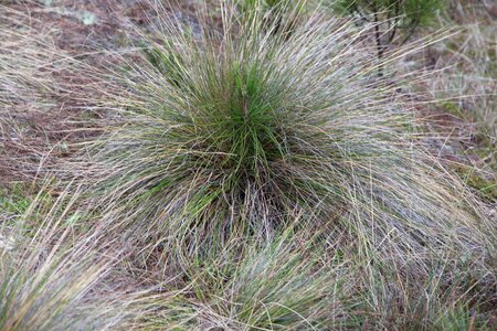 Dry grass nature plant