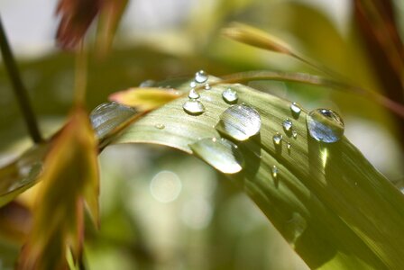 Green leaf close up photo