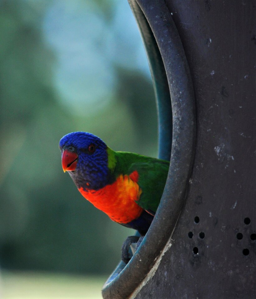 Wildlife colorful parrot