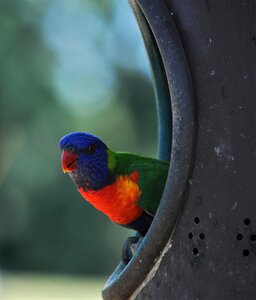 Wildlife colorful parrot photo