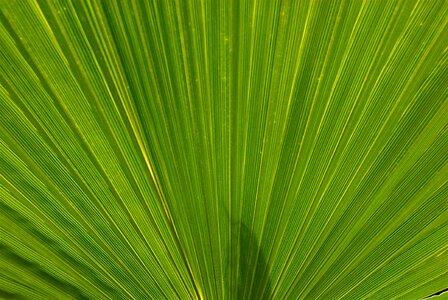 Palm morocco exotic