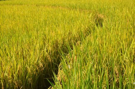 Mature field path