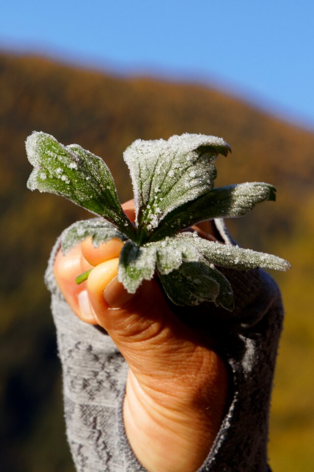 Frost autumn hand