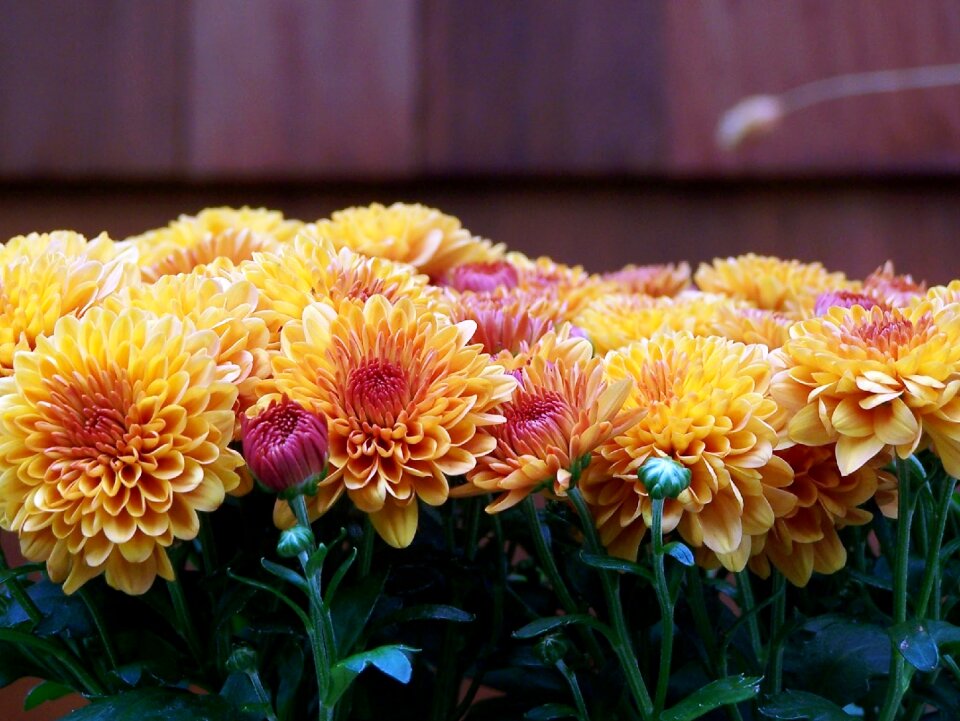 Autumn orange nature