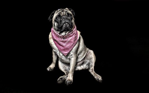 Scarf sitting cute dog