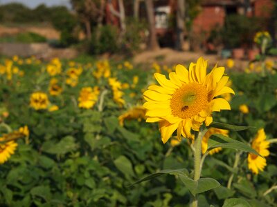 Yellow sunny farm honey bees