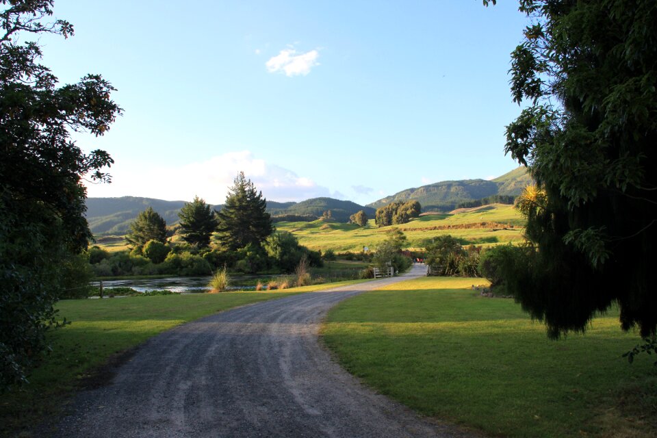 Nature new zealand trees