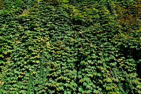 Vine green wakk