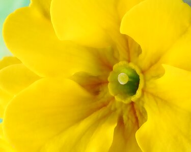 Flowering yellow outdoor