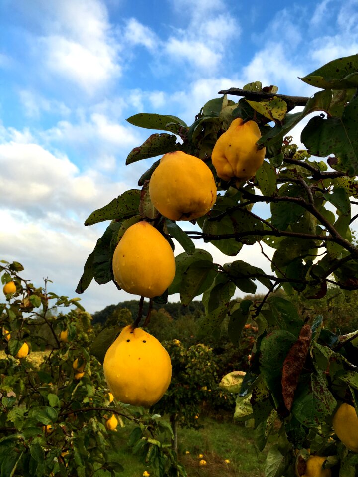 Quince yellow autumn