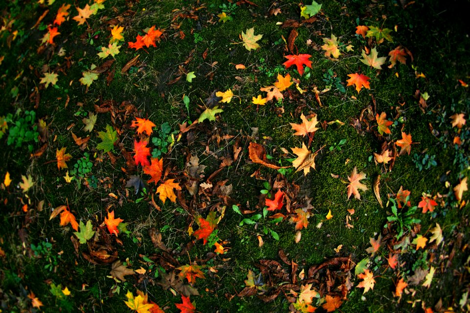 Dry leaves yellow nature
