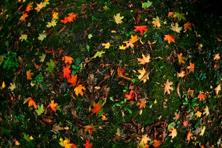 Dry leaves yellow nature