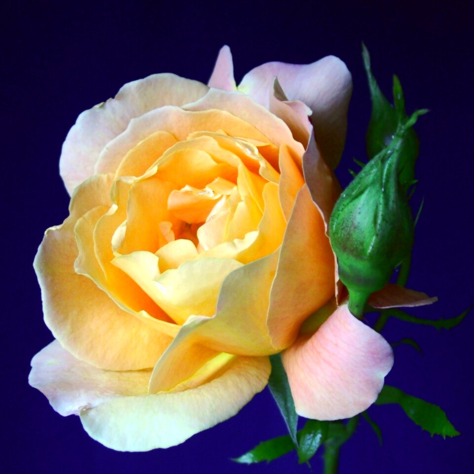 Floral romance petals