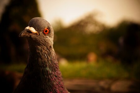 City pigeon animal close up photo