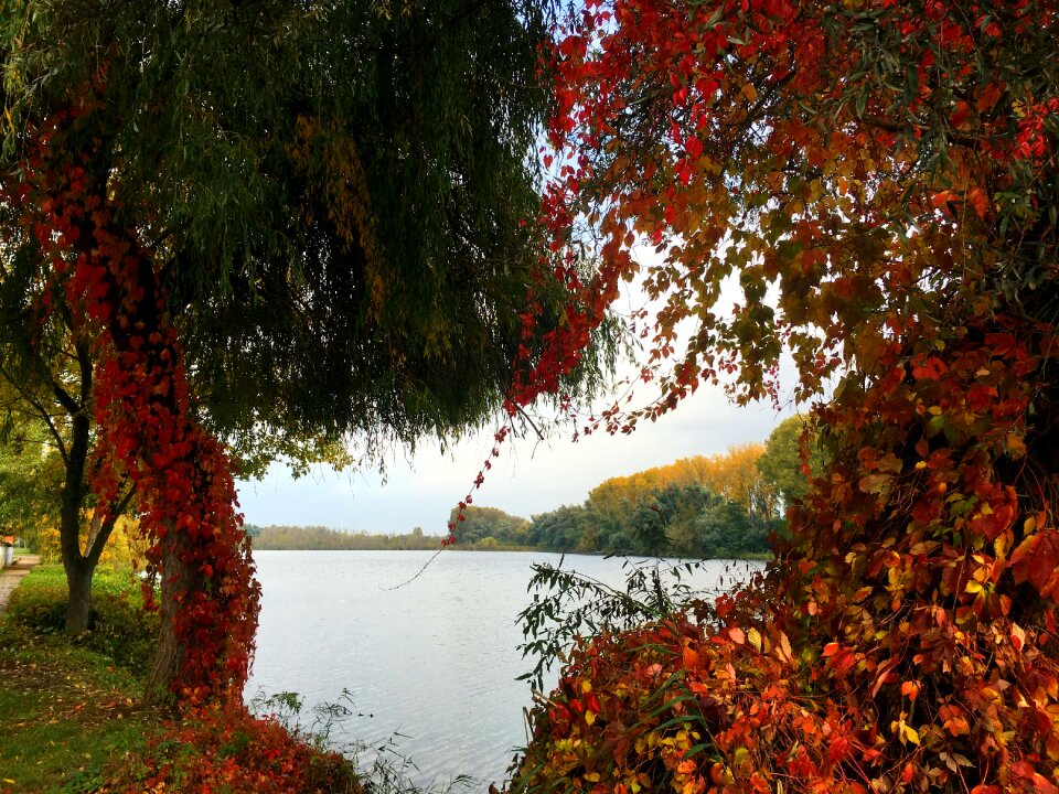 Trees fall foliage wine red
