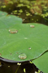 Water leaf blossom